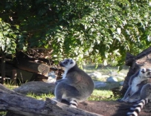 Temaiken Lemures