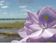 Flor del Camalote 
